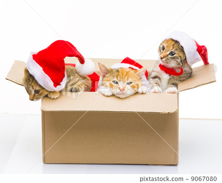 Kitten in a box 9067080