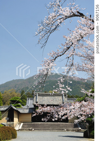 京都Koibundoin櫻花 9067156