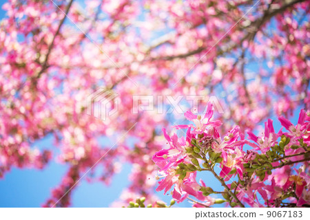 Tortricotica flowers Tortricotica flowers 9067183