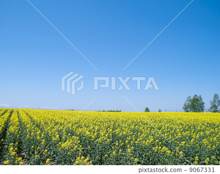 強姦開花 強姦開花 9067331
