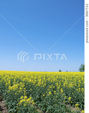 強姦開花 9067332