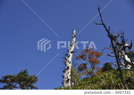 一棵倒下的樹 9067382