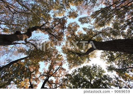 Fall of natural forests 9069659