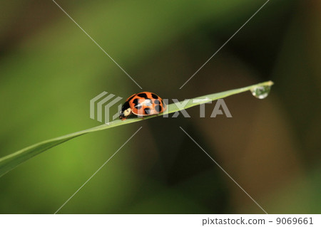 Living things insect morning dew and namitentou 9069661