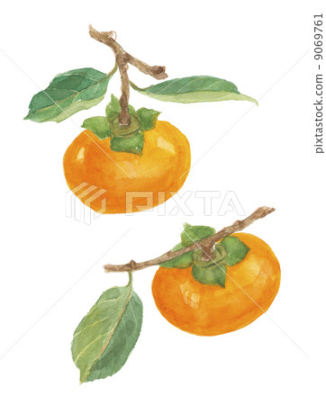 Fuyuki柿子 9069761