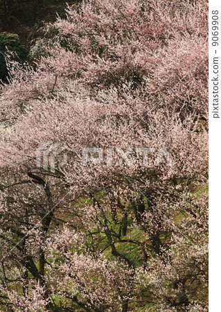 Yoshino Umehoshi Plum Park Yoshino Umehoshi Plum Park 9069908