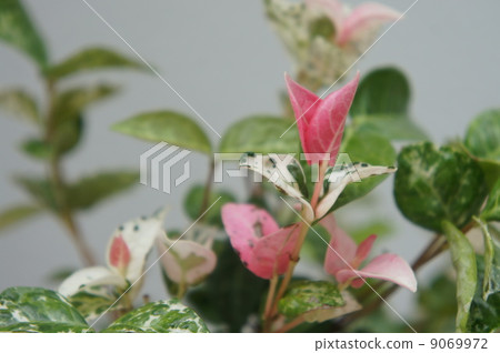 Hatsuyukikazura Hatsuyukikazura 9069972