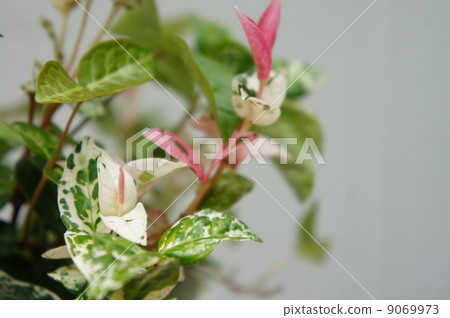 Hatsuyukikazura 9069973