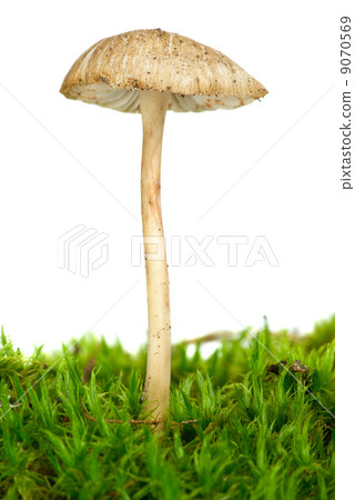 Poisonous agaric (Mycena cinerella) on the green moss Poisonous agaric (Mycena cinerella) on the green moss 9070569