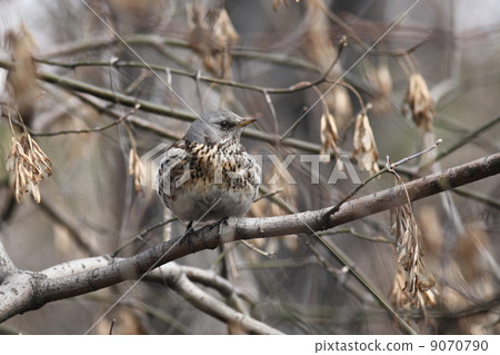 Fieldfare, (Turdus pilaris) Fieldfare, (Turdus pilaris) 9070790