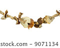 Dried cepe mushrooms on the rope 9071134