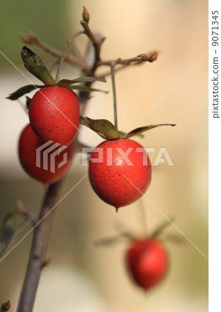 Fruit of ripe princess persimmon Fruit of ripe princess persimmon 9071345
