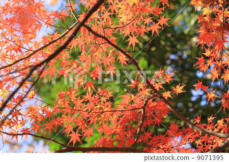 明亮的楓葉 9071395