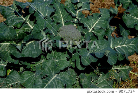 西蘭花生長‖ 西蘭花生長‖ 9071724