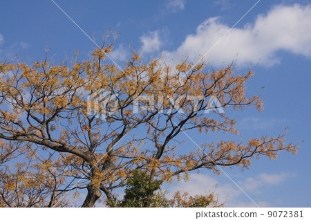 Fruit of Autumnal Winter Fall Fruit of Autumnal Winter Fall 9072381