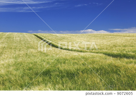 Wheat field 9072605