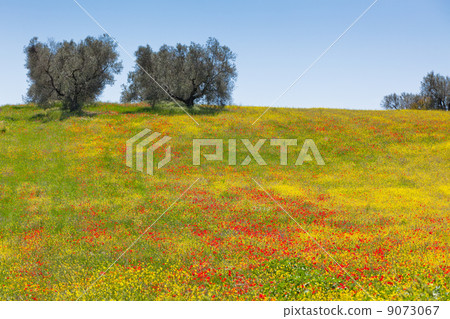 Cereal and poppies meadow in sunny day 9073067