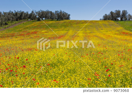 Cereal and poppies meadow in sunny day 9073068
