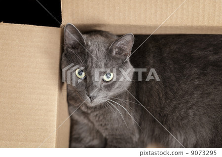 british shorthair cat in the box 9073295