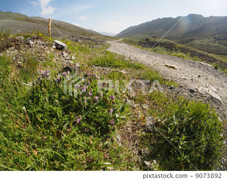 plants in the mountains plants in the mountains 9073892