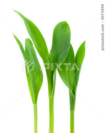 Conr plant 9073949