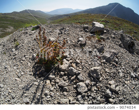 plants in the mountains 9074034