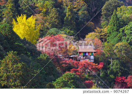 尖閣Senkoji 9074267