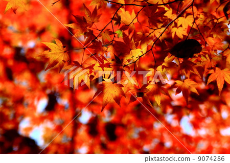 A bright red maple A bright red maple 9074286