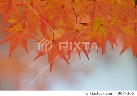 Autumn leaves autumnalized to orange Autumn leaves autumnalized to orange 9074306