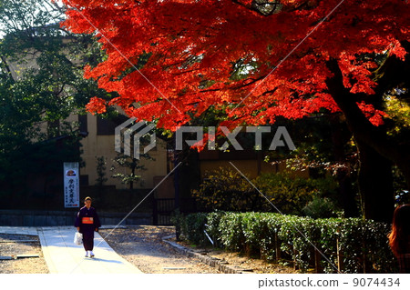 A woman in Japanese clothing walking under the maple A woman in Japanese clothing walking under the maple 9074434