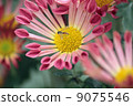 菊花和蜜蜂 9075546