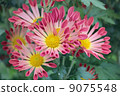 菊花 9075548
