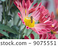 菊花和蜜蜂 9075551