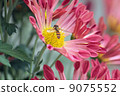 菊花和蜜蜂 9075552