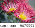 菊花 9075553