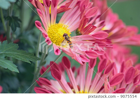 Chrysanthemums and bees Chrysanthemums and bees 9075554