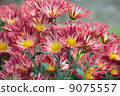 菊花 9075557