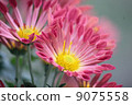 菊花 9075558