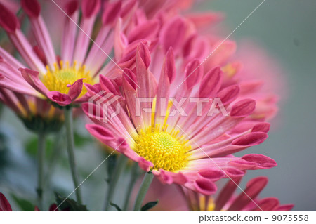 菊花 菊花 9075558