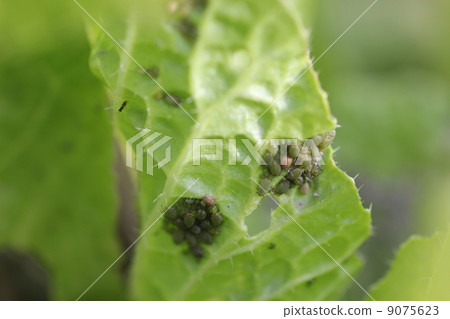 假蘿蔔蚜蟲03 9075623