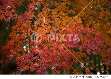 Autumn leaves Autumn leaves 9075633