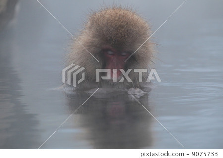 Mute ... (Wild Monkey Park) Mute ... (Wild Monkey Park) 9075733