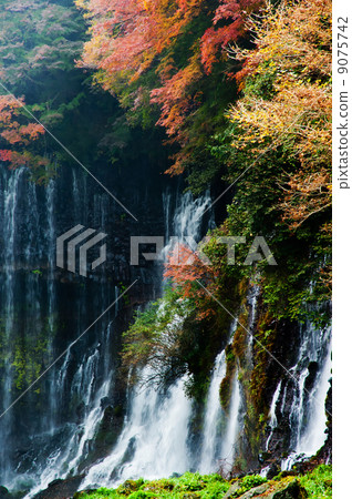 Shiraito Falls and Autumn Leaves 9075742