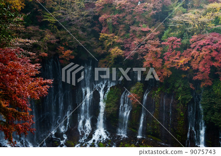 Shiraito Falls and Autumn Leaves 9075743