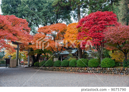 Autumn leaves of Koryo Shrine Autumn leaves of Koryo Shrine 9075790