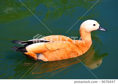 Ruddy Shelduck Ruddy Shelduck 9076847