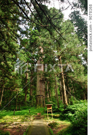 Natural treasure monster Sugi Haguroyama Natural treasure monster Sugi Haguroyama 9078168