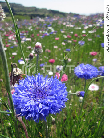 Flower garden of the grass beetle 9078175