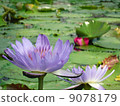 Lotus flower 9078179