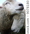 A laughing sheep 9078180
